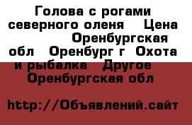  Голова с рогами северного оленя. › Цена ­ 13 000 - Оренбургская обл., Оренбург г. Охота и рыбалка » Другое   . Оренбургская обл.